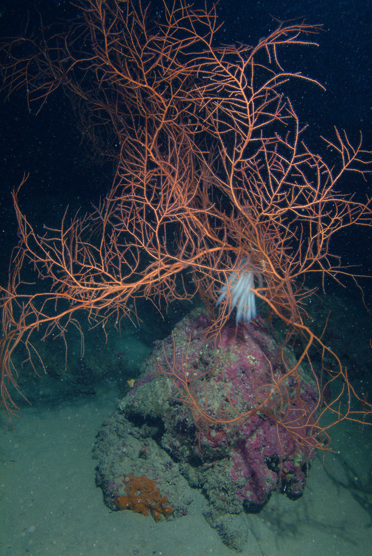 Leptogorgia sarmentosa